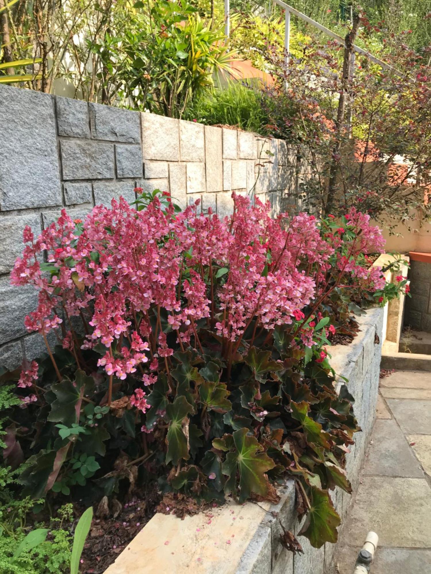 Robin Woods Homestay Sakleshpur Exterior foto