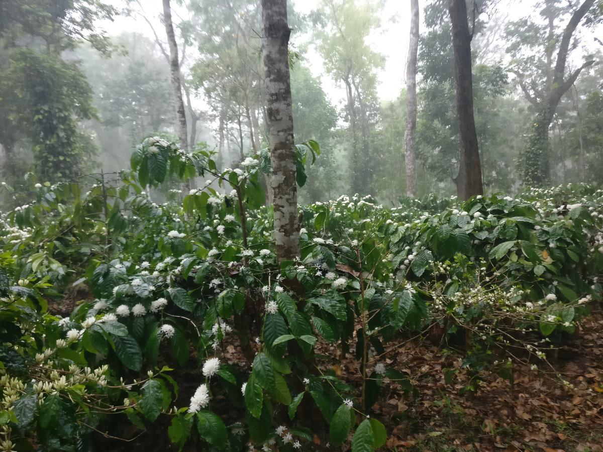 Robin Woods Homestay Sakleshpur Exterior foto